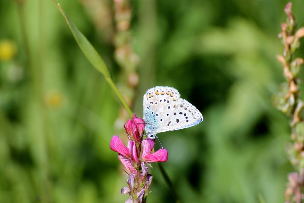 Polyommatus bellargus?